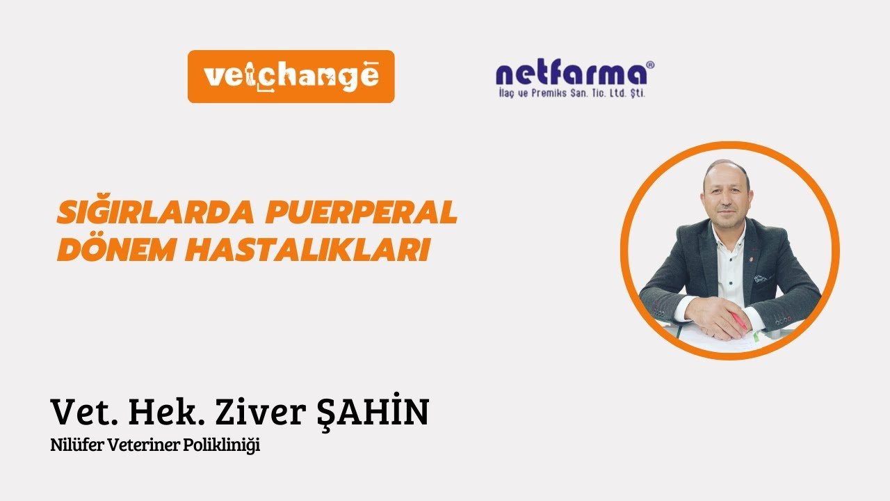 Sığırlarda Puerperal Dönem Hastalıkları Vet. Hek. Ziver ŞAHİN